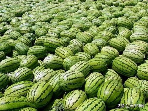 中卫网红如何吃瓜视频,一网打尽热门视频