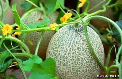 龙哥吃哈密瓜视频大全,视频大全带你领略甜蜜滋味