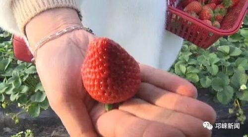 庄河草莓吃瓜事件视频,揭秘背后真相与网络舆论风暴