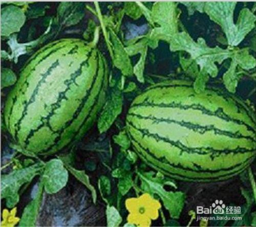 发吃瓜视频可以带什么货,揭秘热门带货新趋势