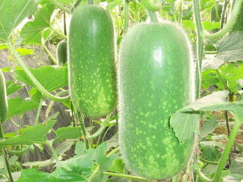 东乌旗吃瓜视频,揭秘草原上的趣味生活瞬间