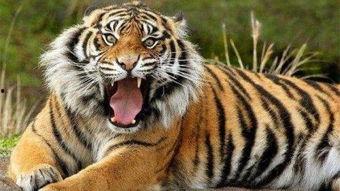 大虎瓜怎么吃最好吃视频,视频揭秘最佳食用方法