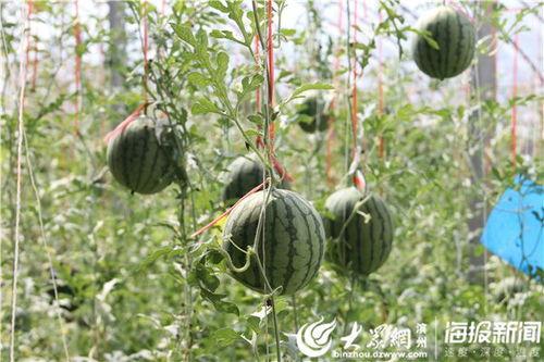 成县网红吃瓜事件视频,一场网络狂欢背后的真相揭秘