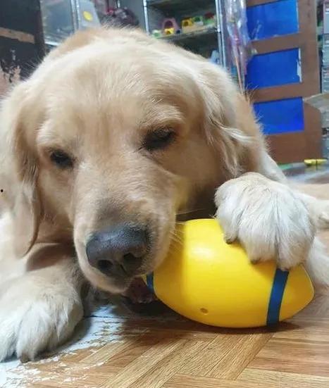 金毛吃哈密瓜完整视频,萌态十足！