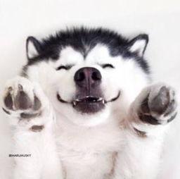 吃瓜群众宠物视频,吃瓜群众镜头下的欢乐瞬间