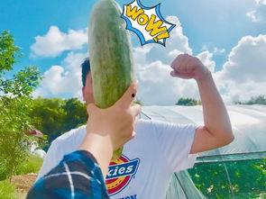 网红吃瓜视频在哪看