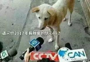 卧槽吃瓜完整视频大全,揭秘热门视频背后的精彩故事