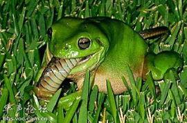 两青蛙吃瓜视频