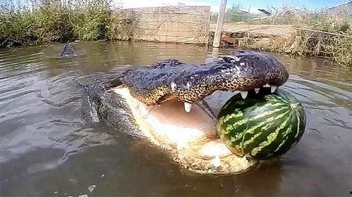 鳄鱼吃瓜视频,瓜果盛宴成焦点