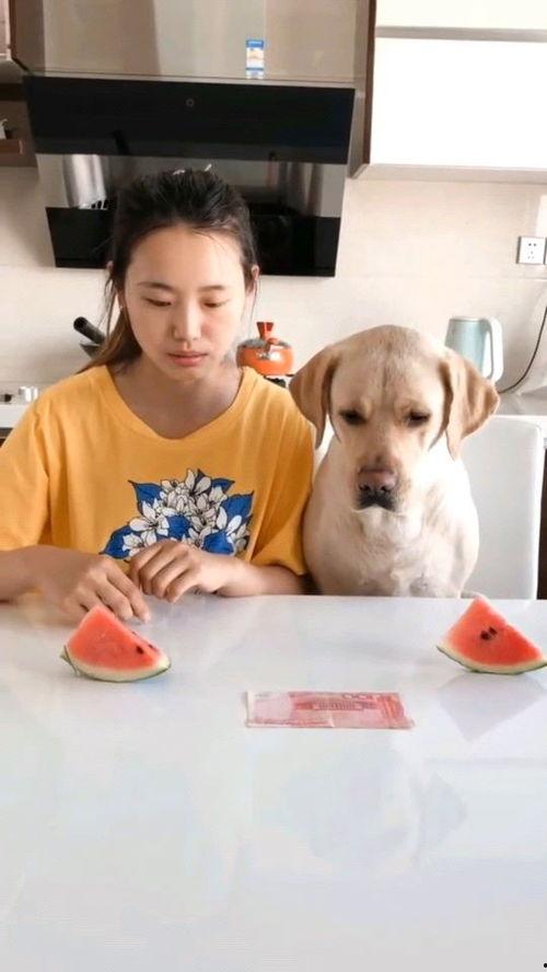 吃瓜比赛原视频,吃瓜比赛精彩瞬间大盘点