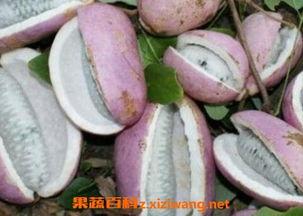 小强吃八月瓜视频大全集