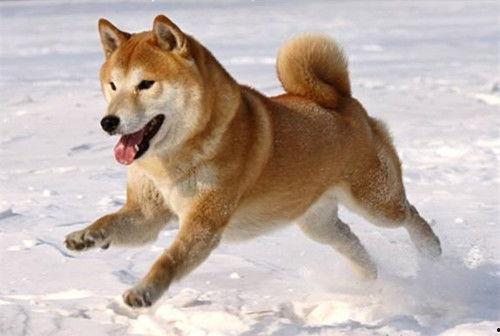 柴犬吃瓜视频推荐